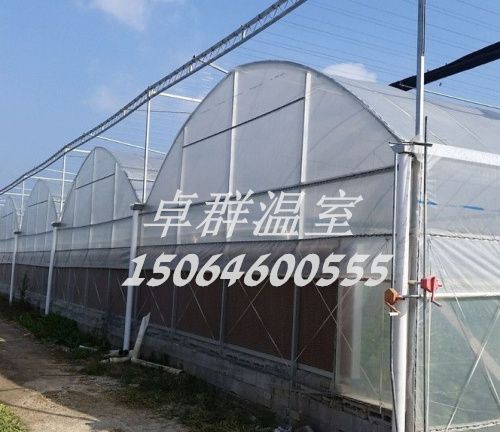 山東省青島市膠州市連棟薄膜溫室。