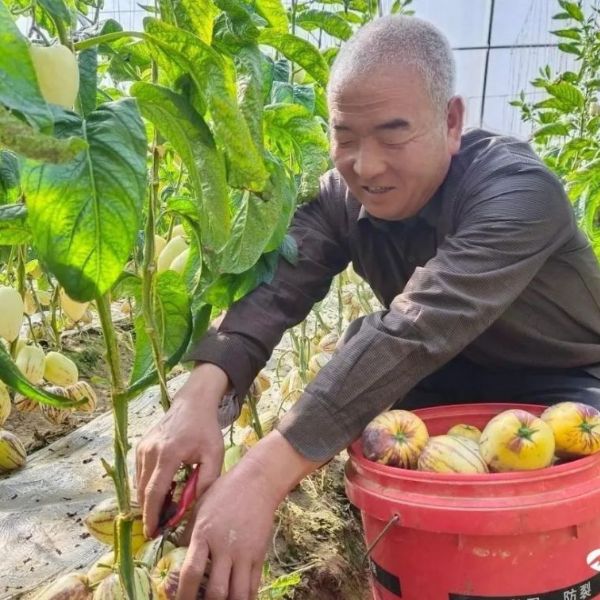 民勤：大棚經(jīng)濟(jì)為鄉(xiāng)村振興賦能