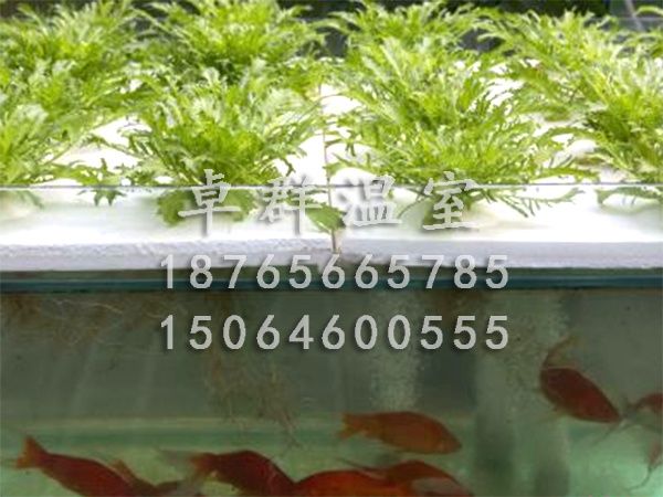 魚菜共生