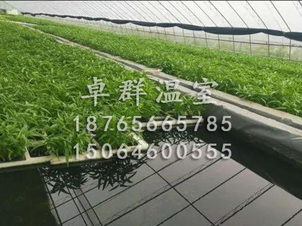 魚菜共生